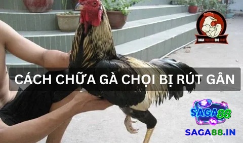 Cùng Saga88.in tìm hiểu chi tiết về cách chữa gà chọi bị rút gân nhé