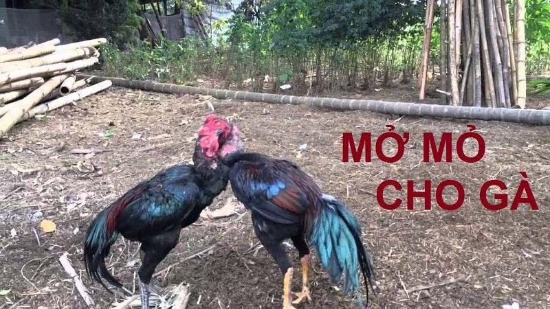 Cách mở mỏ gà chọi chuẩn nhất, sư kê không nên bỏ qua