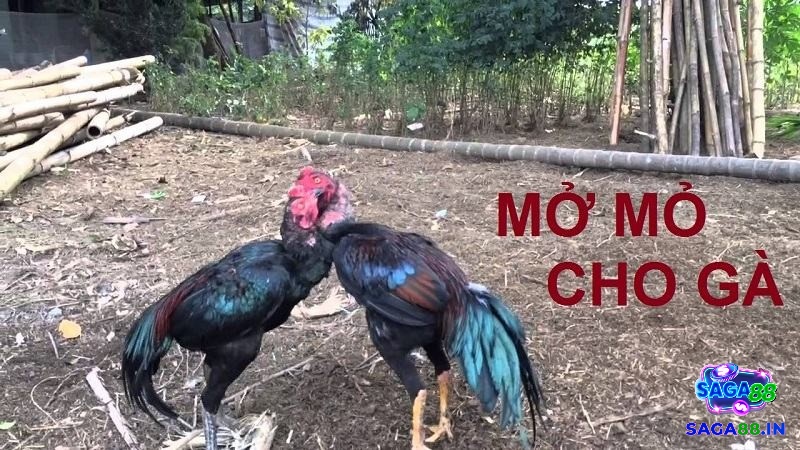 Cách mở mỏ gà chọi - Mở mỏ là cho gà tơ chiến với gà khác 