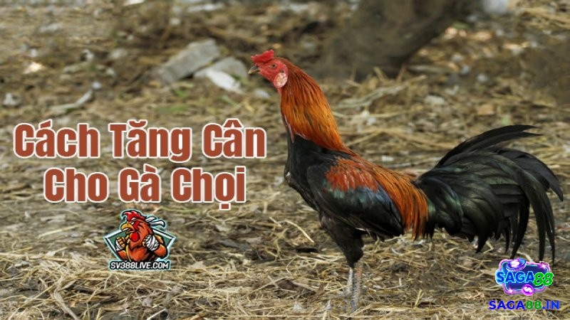 Tìm hiểu thông tin về Cách tăng cân cho gà chọi