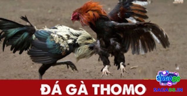 Luật chơi đá gà thomo quy định cụ thể