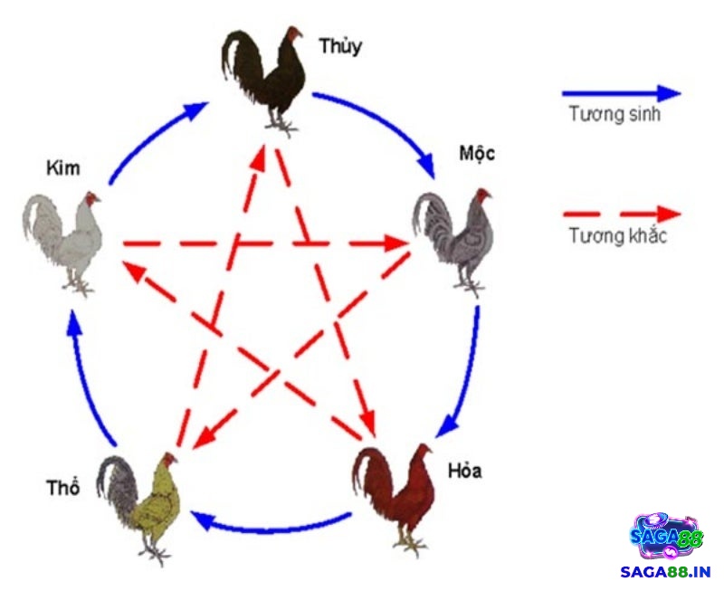 Màu mạng gà ngũ hành cách xem ngày đá gà theo mệnh