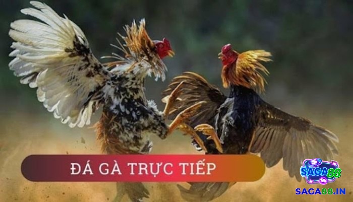 Kinh nghiệm tham gia chơi đá gà mạng trực tiếp hiệu quả