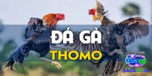 Đá gà trực tuyến thomo nơi diễn ra các trận đấu gà đỉnh cao