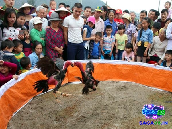 Hãy luôn chú ý xem liệu có bất kỳ gà nào trong hai đội đang gặp vấn đề về thể trạng