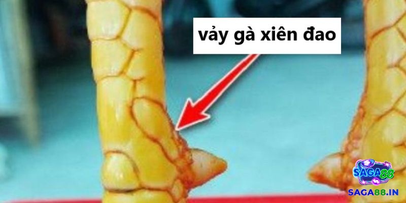 Gà vảy xuyên đao được nhận diện qua vảy gà có hình dáng độc đáo