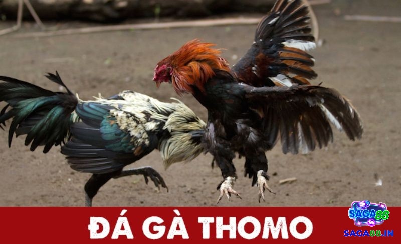 Cùng nhà cái Saga chúng tôi tìm hiểu về da ga thomo là gì nhé