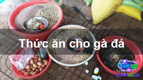 Cách giảm cân cho gà đá theo chế độ dinh dưỡng