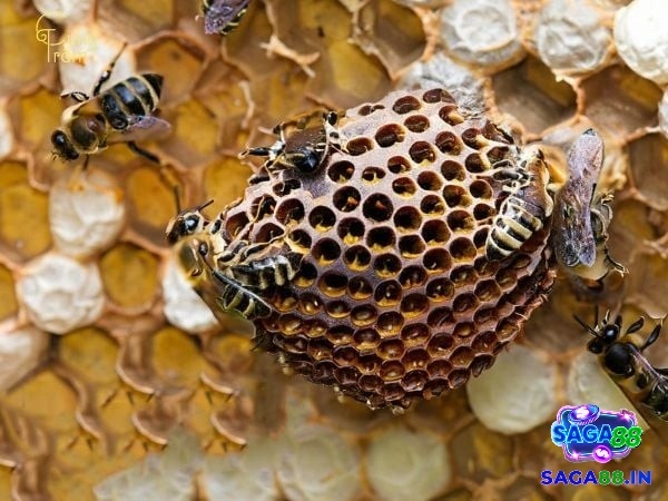 Giải mã giấc mơ thấy tổ ong: Ý nghĩa và điềm báo đằng sau