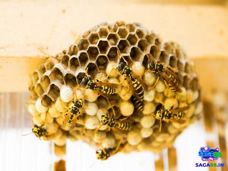 Mơ thấy bị ong trong tổ ong tấn công