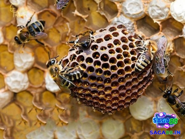Những vấn đề hay gặp về giải mã giấc mơ thấy tổ ong