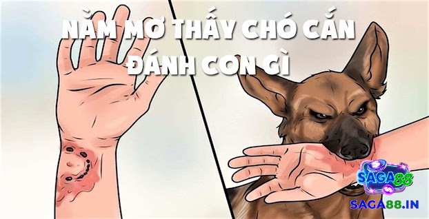 Các con số chính liên quan đến việc bị chó cắn gợi ý liên quan trực tiếp là 26, 86, và 36,96