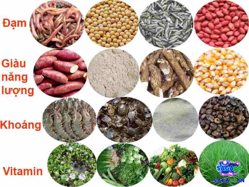 Người nuôi cần sử dụng các loại vitamin và thảo dược để giúp tăng cường miễn dịch giúp điều trị tình trạng soi mỏ ở gà chọi