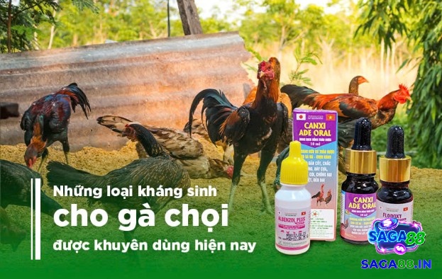Những phương pháp điều trị tình trạng soi mỏ ở gà chọi bảng các loại thuốc kháng sinh 