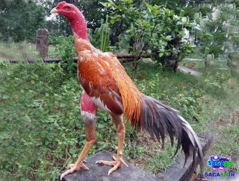 Những biện pháp giúp phòng ngừa tình trạng gà chọi bị soi mỏ hiệu quả giúp gà có điều kiện để phát triển khỏe mạnh