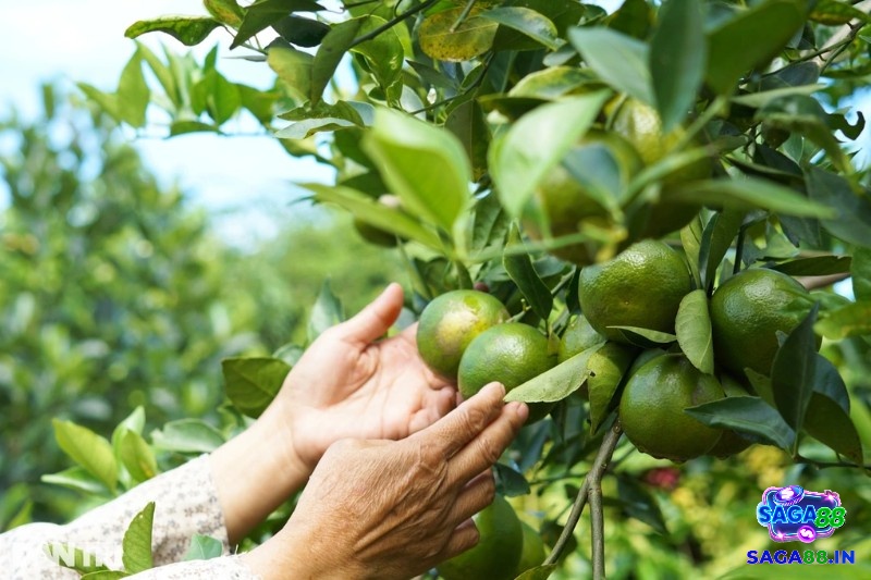 Mơ thấy trồng cây trái cây tượng trưng cho sự bắt đầu
