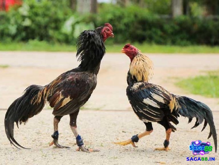 Mức phạt hành chính theo luật đá gà cựa sắt có tính răn đe cao, ngăn chặn hành vi tái phạm.
