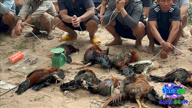 Đẩy mạnh tuyên truyền luật đá gà cựa sắt giúp nâng cao ý thức và giảm thiểu vi phạm trong cộng đồng.