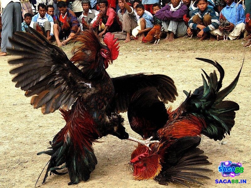 Công nghệ hiện đại hỗ trợ hiệu quả trong việc phát hiện và xử lý vi phạm luật đá gà cựa sắt.