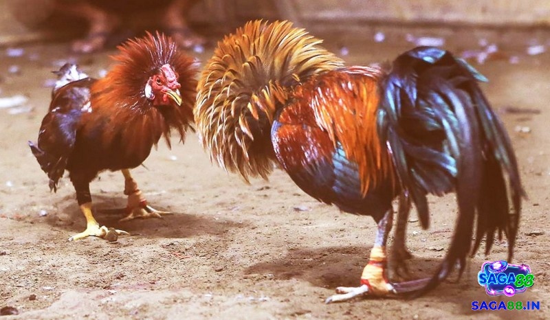 Khám phá luật đá gà cựa sắt cùng Saga88 ngay nhé!