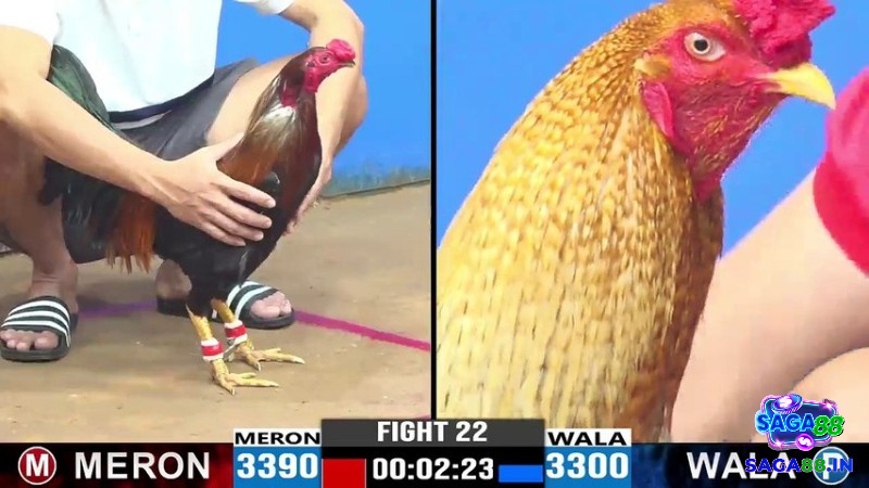 Kiểm soát cảm xúc là yếu tố sống còn trong thế giới đá gà biến động