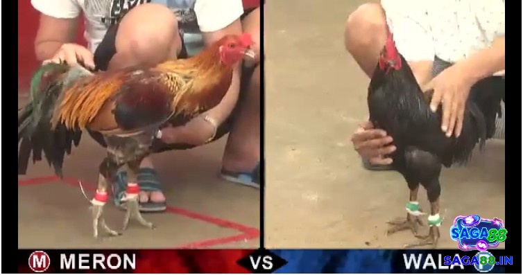 Quản lý vốn khoa học là nền tảng để có cách đá gà mạng luôn thắng
