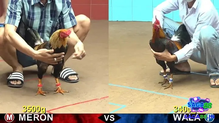 Hiểu sâu cơ chế sàn đấu giúp bạn chọn thời điểm tham gia có tỷ lệ thắng cao