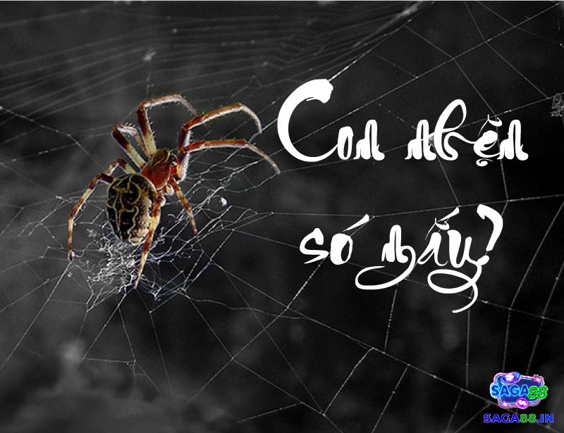 Giải mã mơ thấy nhện giăng tơ đánh số gì ý nghĩa của sự sáng tạo và kiến trì