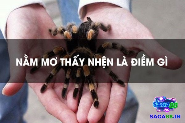 Giải mã mơ thấy nhện giăng tơ đánh số gì ý nghĩa về dự báo tài lộc và sự nghiệp