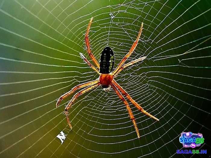 Giải mã mơ thấy nhện giăng tơ đánh số gì đang giăng tơ là sự tích cực trong cuộc sống và sự nghiệp