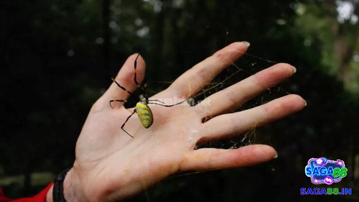 Giải mã mơ thấy nhện giăng tơ đánh số gì theo địa điểm xuất hiện của mạng nhện quan sát được