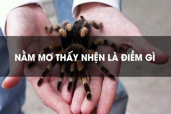 Giải mã mơ thấy nhện giăng tơ đánh số gì? Con số may mắn