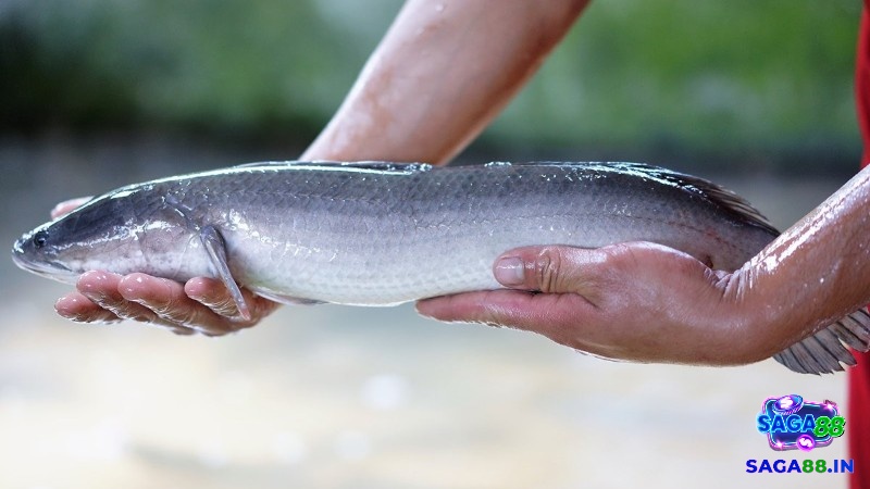 Chiêm bao thấy bắt cá bằng tay không ám chỉ sự thành công 