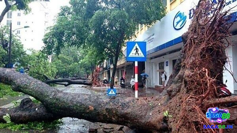 Giải mã giấc mơ thấy cây đổ đánh số gì và các điềm báo liên quan
