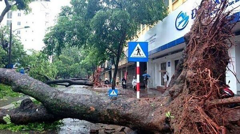 Mơ thấy cây đổ đánh số gì? Điềm báo & con số may mắn